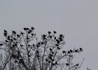 Yellow-headed Blackbird (115)