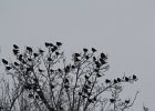Yellow-headed Blackbird (116)