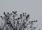 Yellow-headed Blackbird (117)