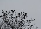 Yellow-headed Blackbird (118)