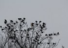 Yellow-headed Blackbird (119)
