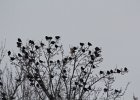 Yellow-headed Blackbird (120)