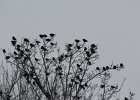 Yellow-headed Blackbird (121)