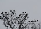 Yellow-headed Blackbird (123)