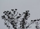 Yellow-headed Blackbird (124)