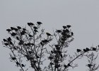 Yellow-headed Blackbird (125)