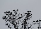 Yellow-headed Blackbird (126)