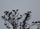 Yellow-headed Blackbird (127)