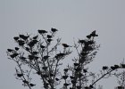 Yellow-headed Blackbird (128)