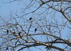 Yellow-headed Blackbird (13)