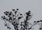 Yellow-headed Blackbird (131)