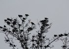 Yellow-headed Blackbird (132)