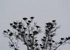 Yellow-headed Blackbird (133)