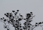 Yellow-headed Blackbird (134)