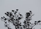 Yellow-headed Blackbird (135)