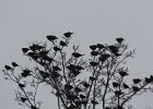 Yellow-headed Blackbird (136)