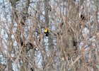 Yellow-headed Blackbird (17)