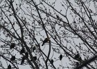 Yellow-headed Blackbird (176)