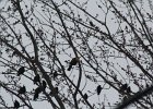 Yellow-headed Blackbird (177)