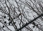 Yellow-headed Blackbird (178)