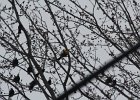 Yellow-headed Blackbird (179)