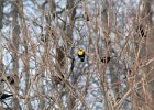 Yellow-headed Blackbird (18)