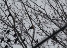 Yellow-headed Blackbird (180)