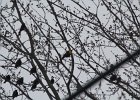 Yellow-headed Blackbird (181)