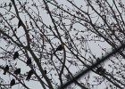 Yellow-headed Blackbird (182)