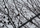 Yellow-headed Blackbird (183)