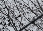 Yellow-headed Blackbird (184)