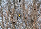 Yellow-headed Blackbird (19)