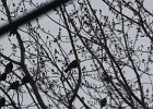 Yellow-headed Blackbird (190)