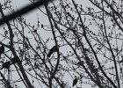 Yellow-headed Blackbird (191)