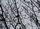 Yellow-headed Blackbird (194)