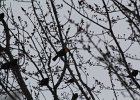 Yellow-headed Blackbird (195)