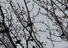 Yellow-headed Blackbird (198)