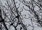 Yellow-headed Blackbird (199)