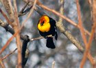 Yellow-headed Blackbird (2)
