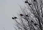 Yellow-headed Blackbird (203)