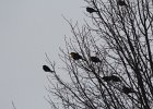Yellow-headed Blackbird (206)