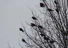 Yellow-headed Blackbird (207)