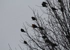 Yellow-headed Blackbird (208)
