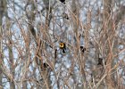 Yellow-headed Blackbird (21)