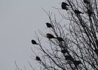 Yellow-headed Blackbird (210)