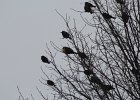 Yellow-headed Blackbird (211)