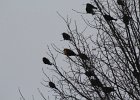 Yellow-headed Blackbird (212)