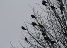 Yellow-headed Blackbird (213)