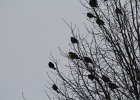 Yellow-headed Blackbird (219)