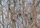 Yellow-headed Blackbird (22)